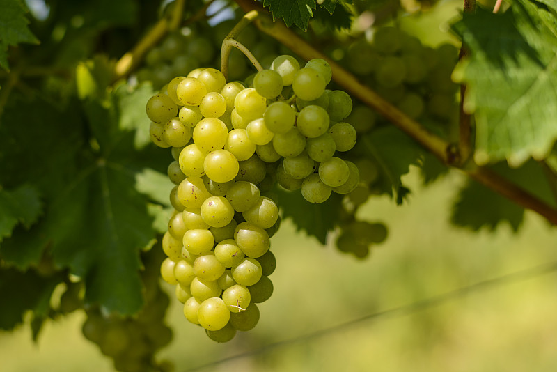 葡萄生长在葡萄园的特写，萨尔兹塔尔的温斯特拉，奥地利图片素材