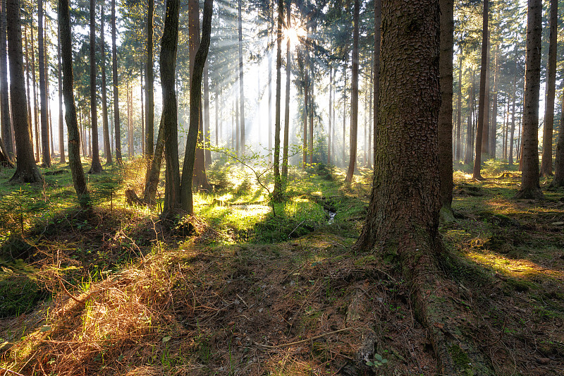 森林中的树木，埃尔宾格，德国图片素材