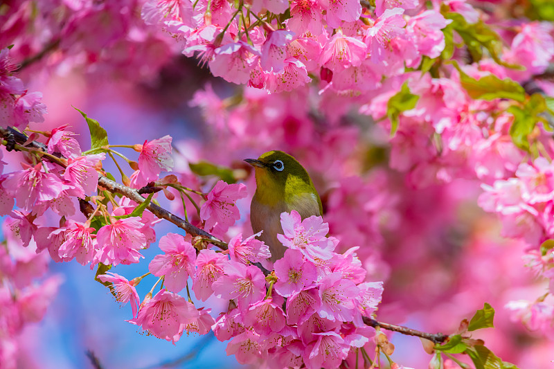 鸟栖息在樱花树上的特写，东京，日本图片下载
