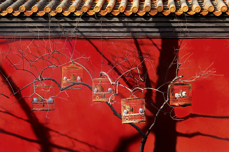 北京胡同里的民俗遛鸟图片下载