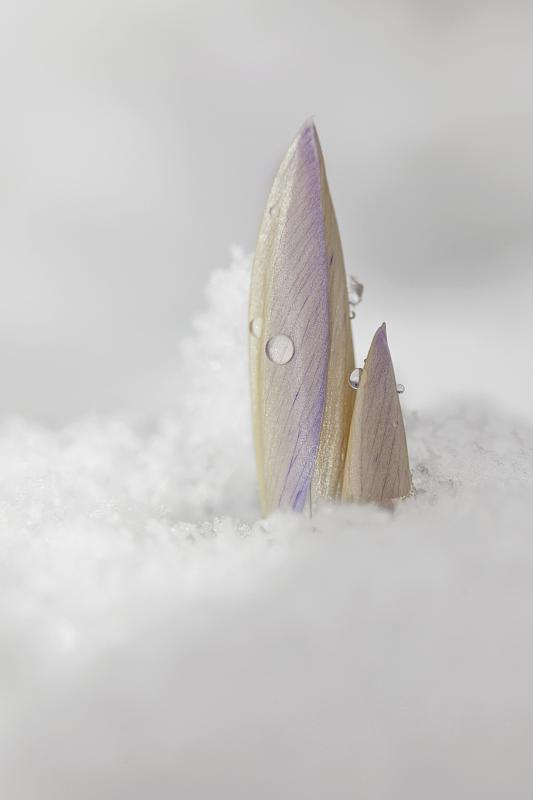 番红花(Crocus)在雪中，德国，欧洲图片素材