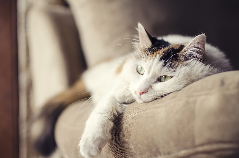 可爱的小猫趴在室内柔软的沙发上图片下载