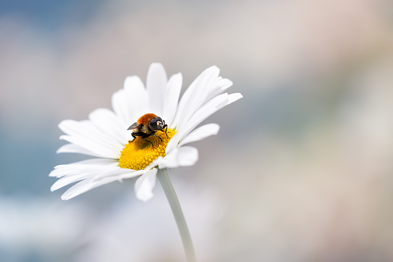 罗马尼亚白花上的蜜蜂特写图片素材