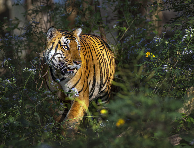老虎站在森林里的画像图片下载