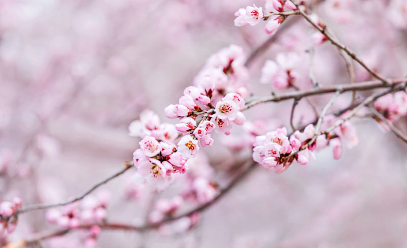 北京的春天 桃花盛开图片下载