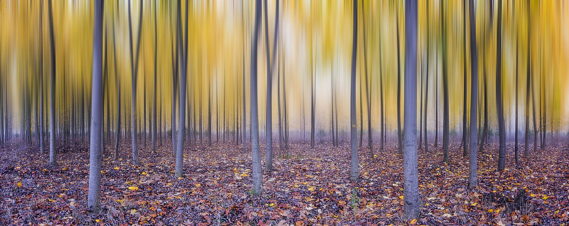 秋天的树林图片下载