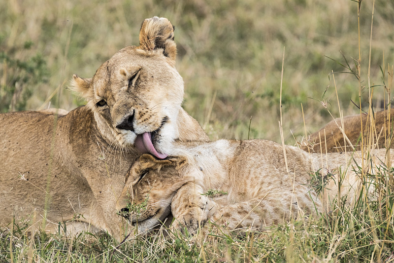 狮子(狮子),母狮子舔她的幼崽,马赛马拉保护区,肯尼亚图片下载