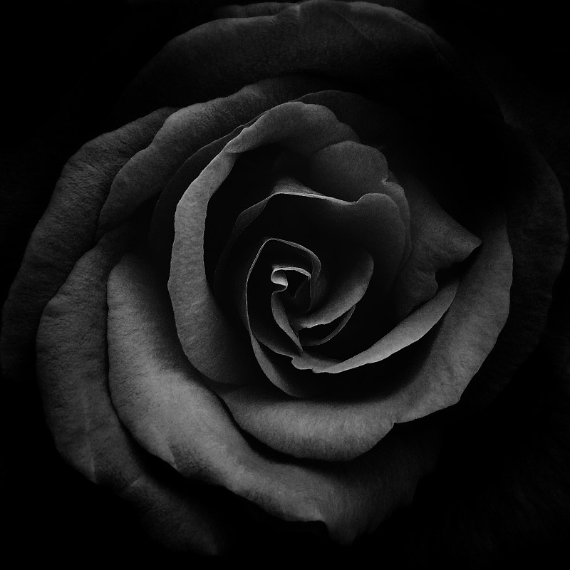 黑色背景下的玫瑰特写图片下载
