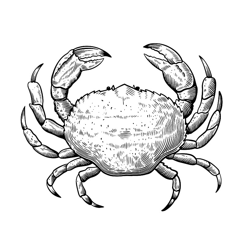 直壳鹦鹉螺简笔画图片
