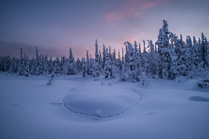 脚印在雪地里，树在雪地上，田野映着天空，俄图片下载