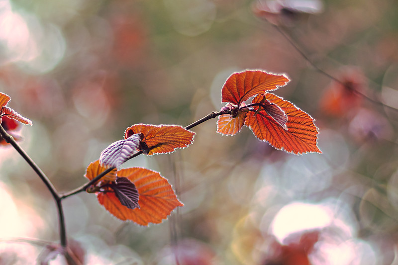 春天的美丽，橙色开花植物的特写，维特林根，格拉德贝克，德国图片下载