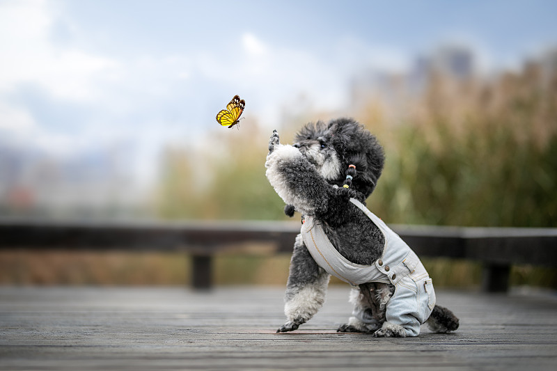 飞舞的蝴蝶和伸手的狗狗图片下载