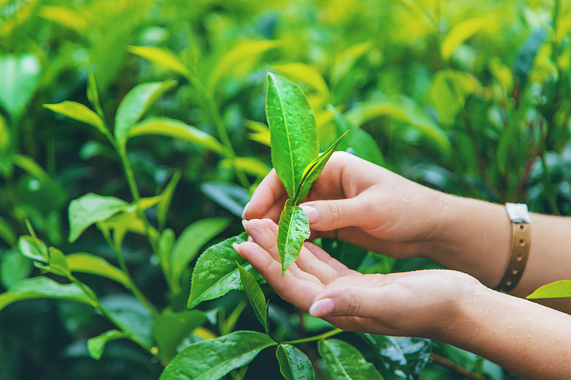 在斯里兰卡的茶园种植茶叶图片下载