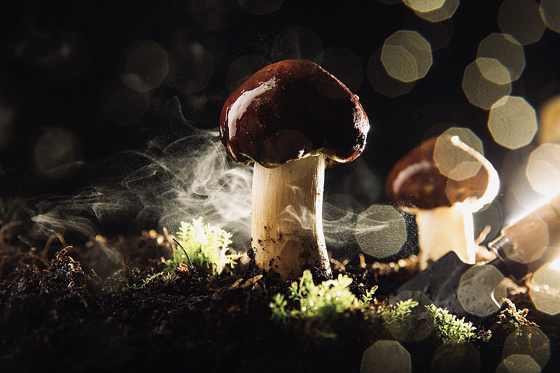蔬菜创意艺术肖像静物：蘑菇——松茸菇图片下载