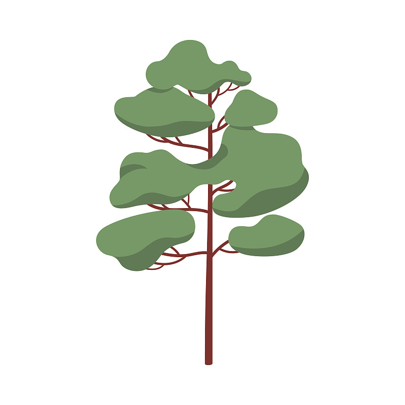 松树属常绿针叶林植物插画图片