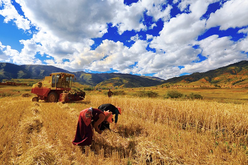 收割稻田的西藏农民图片下载