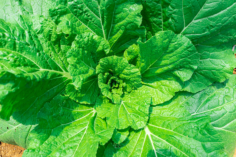 生物白菜叶脉图图片