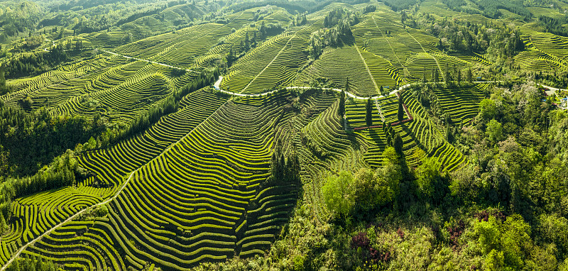 翠绿色的茶山一望无边 四川宜宾 中国绿茶图片下载