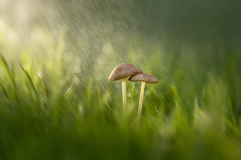 草地上的小蘑菇图片下载