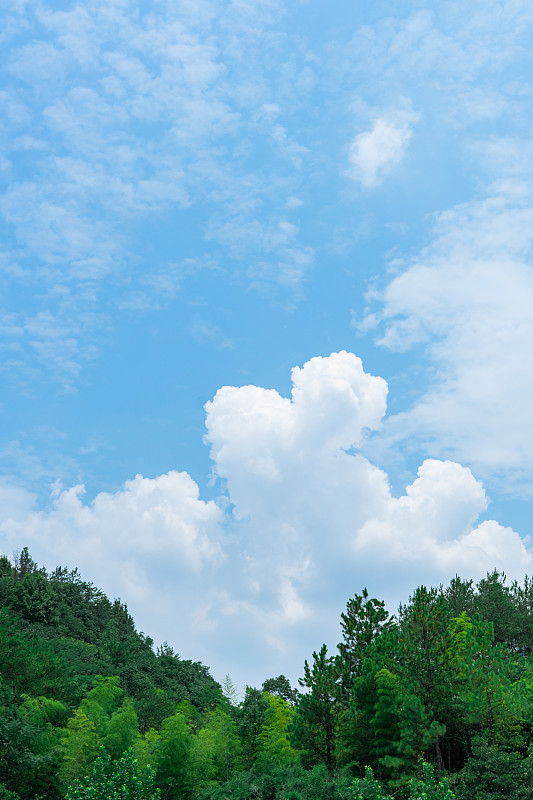 中国自然风光拍摄主题，低视角仰拍绿色的茂密的竹林和蓝色的天空白云，户外白昼无人图像摄影图片下载