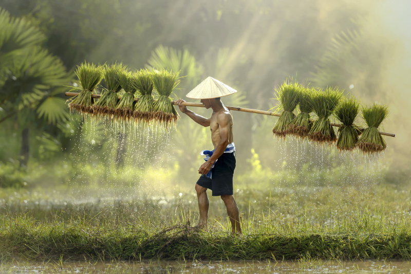 农民在雨季种植水稻。图片素材