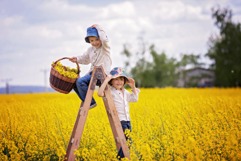 快乐的小男孩们，坐在黄油菜花的木梯上发呆图片下载