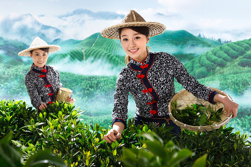 两个东方青年女人在茶园采茶图片素材