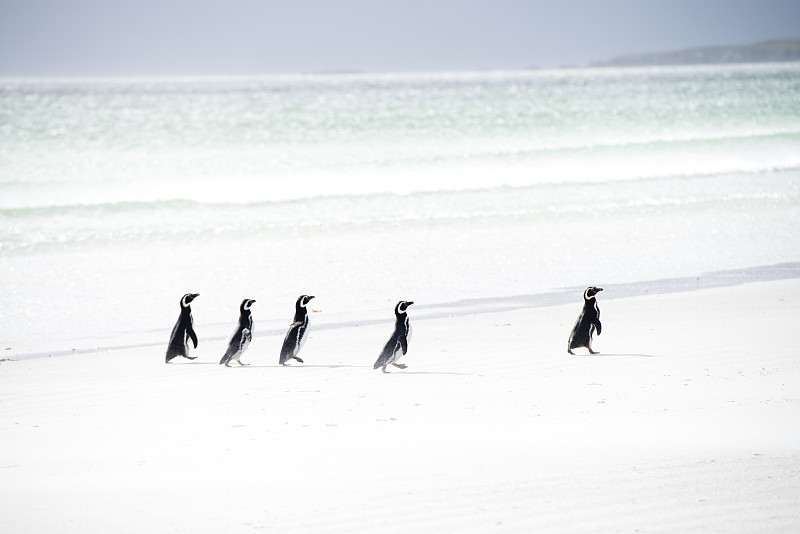 沙滩上的麦哲伦企鹅图片下载
