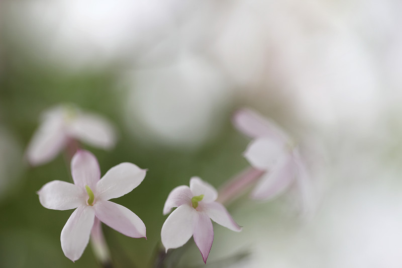 淡粉色的茉莉花，特写图片下载