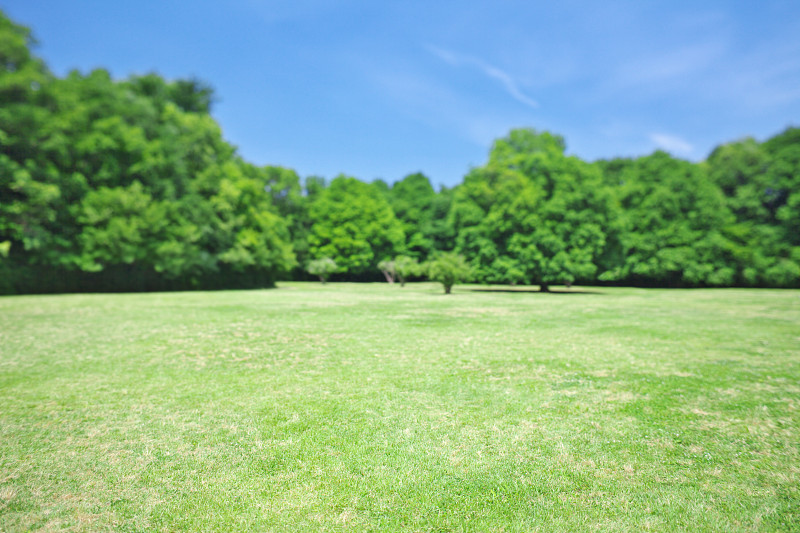 日本神奈川县川崎市一个公园里的树木和草坪图片下载