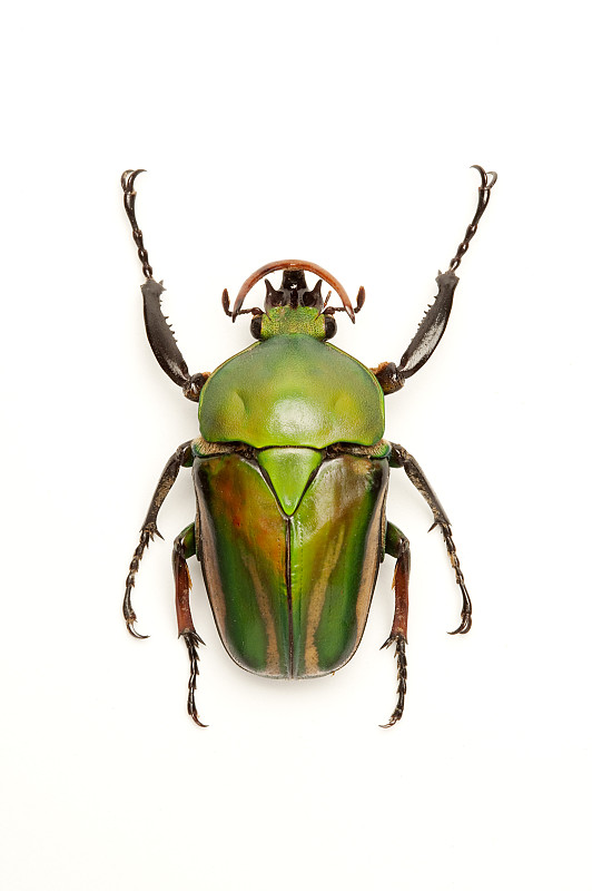 甲虫壳反重力原理图片