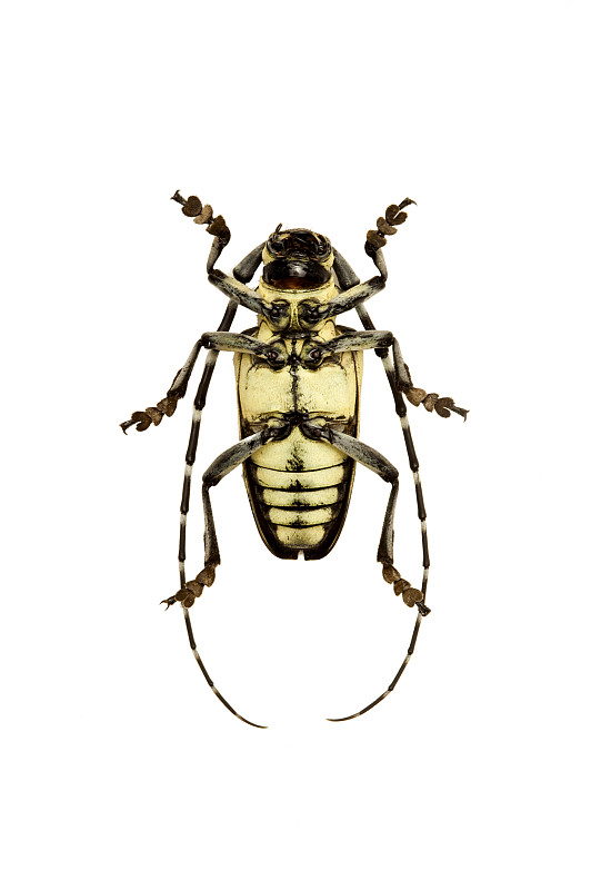 甲虫腹部图片