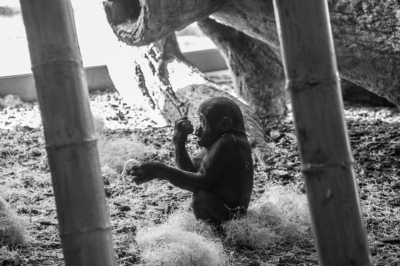 美国伊利诺斯州芝加哥动物园的年轻大猩猩图片下载