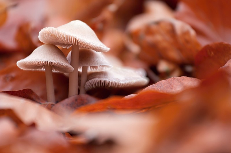 秋叶中的蘑菇图片下载