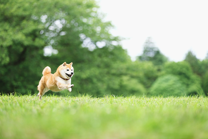 日本柴犬在城市公园的宠物图片素材