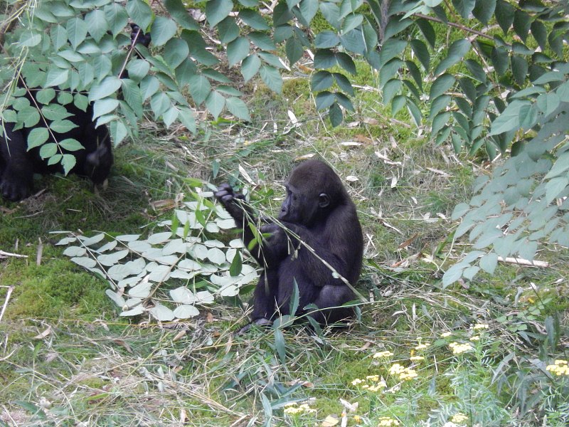 婴儿的大猩猩图片下载