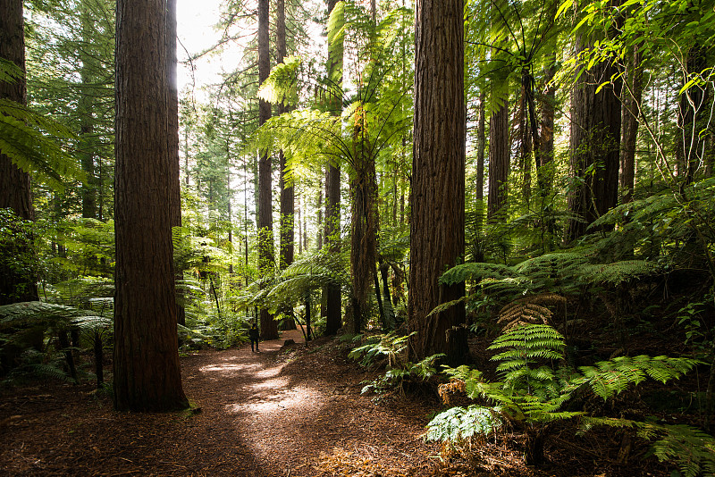 新西兰红树林 redwood图片下载