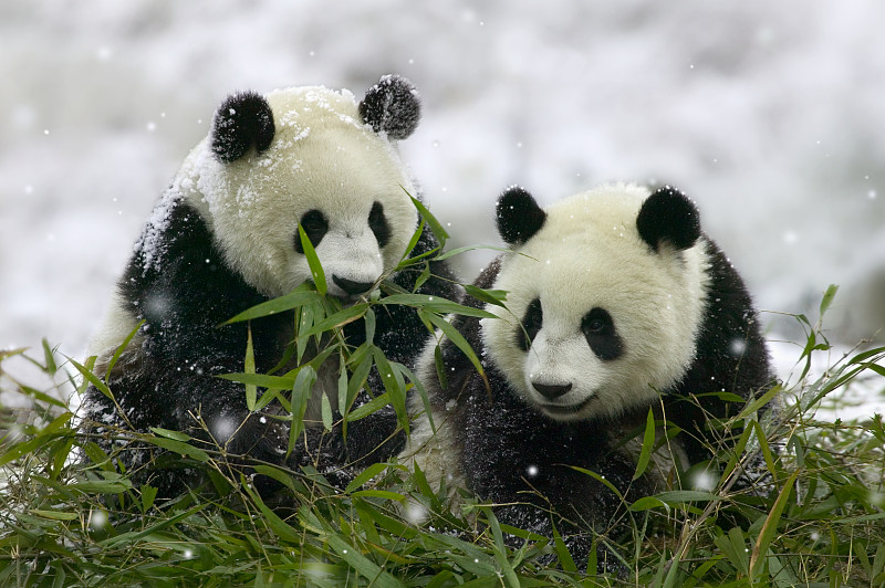 雪景中的大熊猫幼崽图片下载