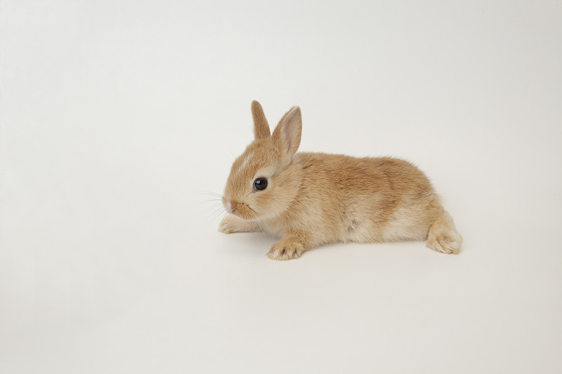 一只兔子。荷兰侏儒。图片下载