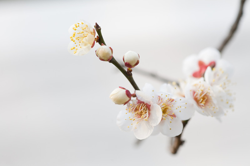 梅树的芽和花图片下载