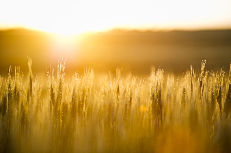 小麦在日落时在麦田里生长。图片下载