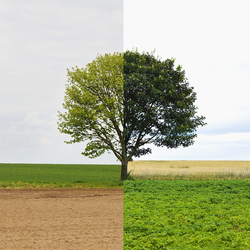 春、夏两季为孤树图片素材
