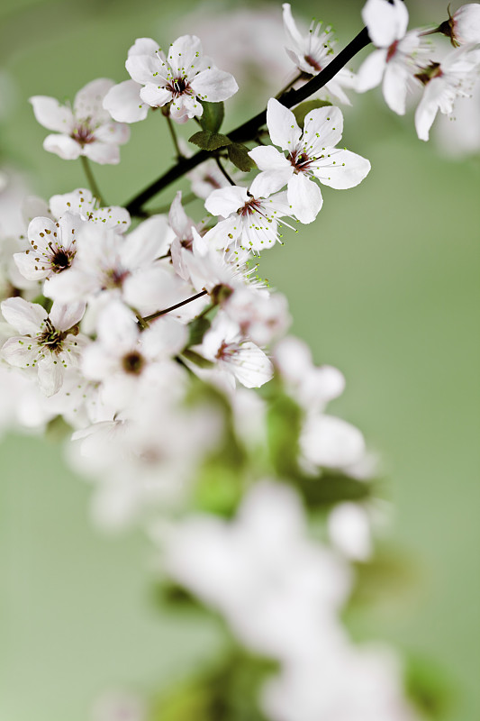 美丽的樱花在春天图片下载