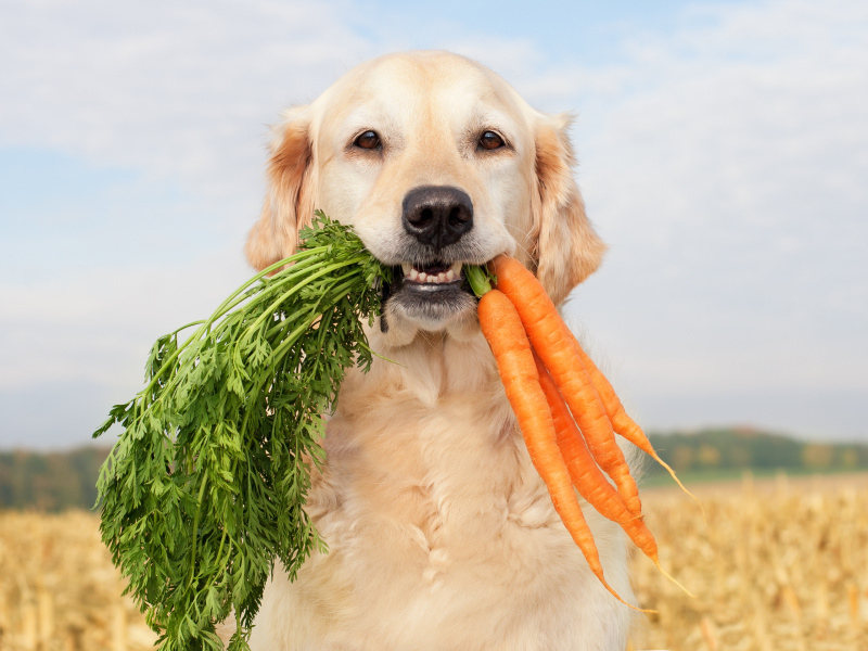 狗用蔬菜图片素材