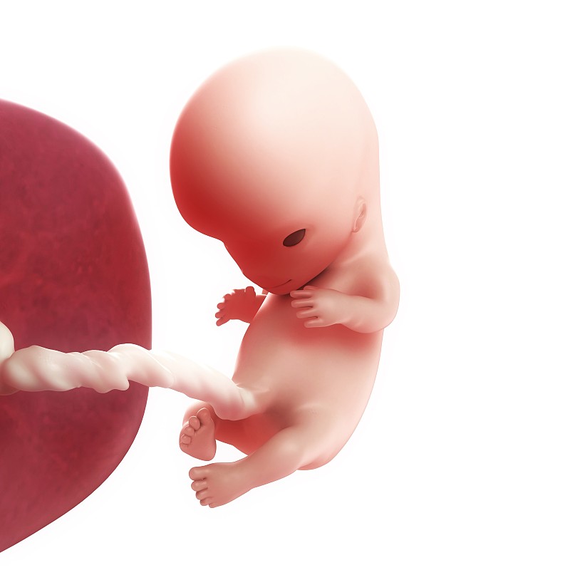 10周胎儿,图片图片