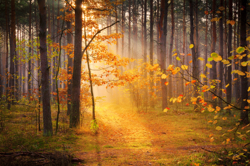 被阳光照耀的秋雾森林图片下载