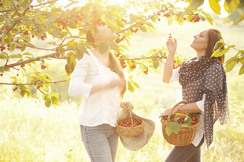 两个兴高采烈的女人在果园里摘樱桃图片下载