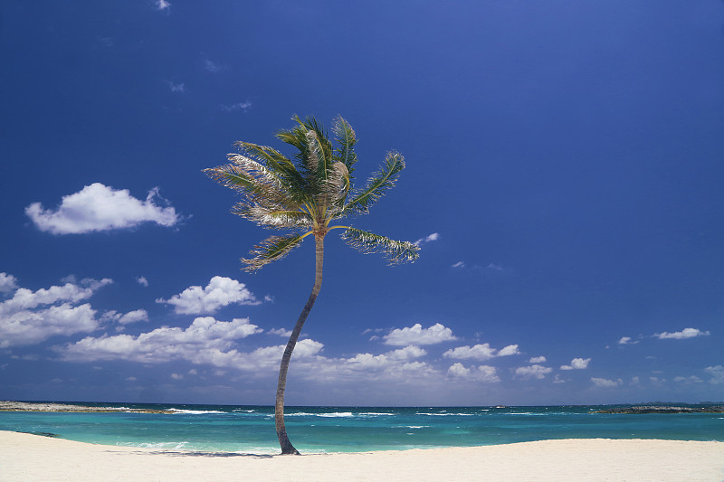 沙滩上的一棵棕榈树图片下载