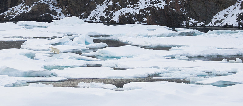 一只北极熊站在浮冰上图片下载