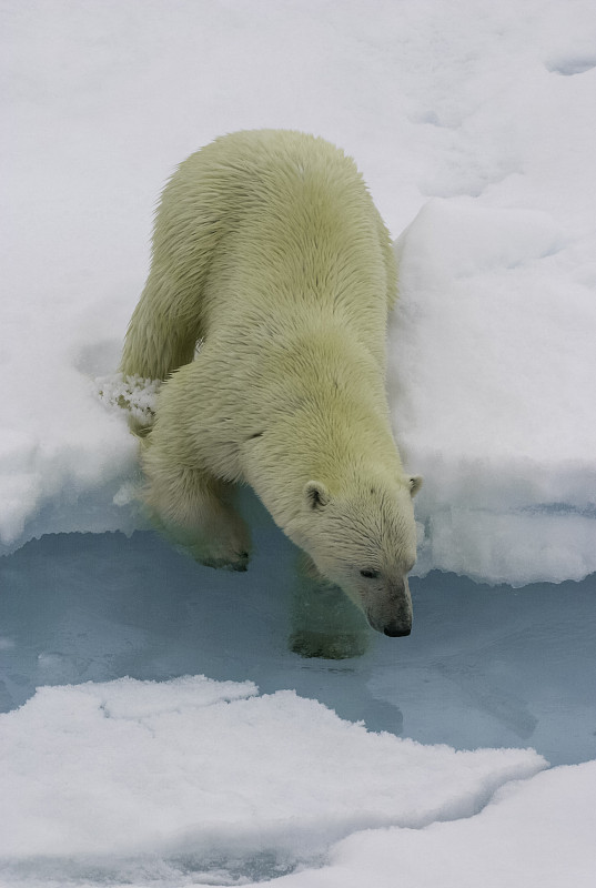 北极熊正在检查水域图片下载